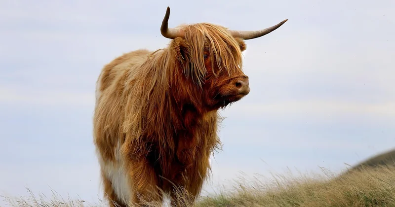 Le bivouac et les vaches : une peur très française