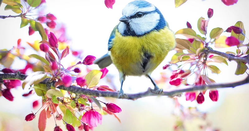 Le printemps : quand la nature se réveille