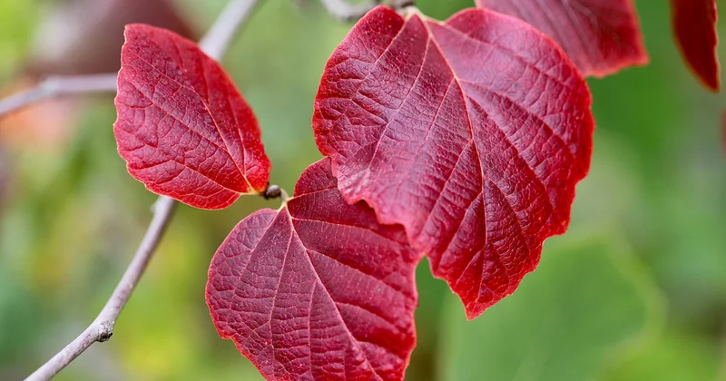 L'automne : les couleurs et le calme absolu